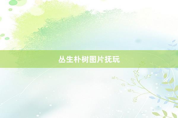 丛生朴树图片抚玩